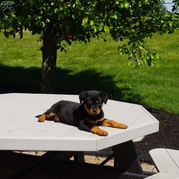 Hadley, Rottweiler Puppy